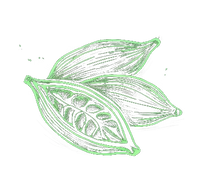 Cardamomo